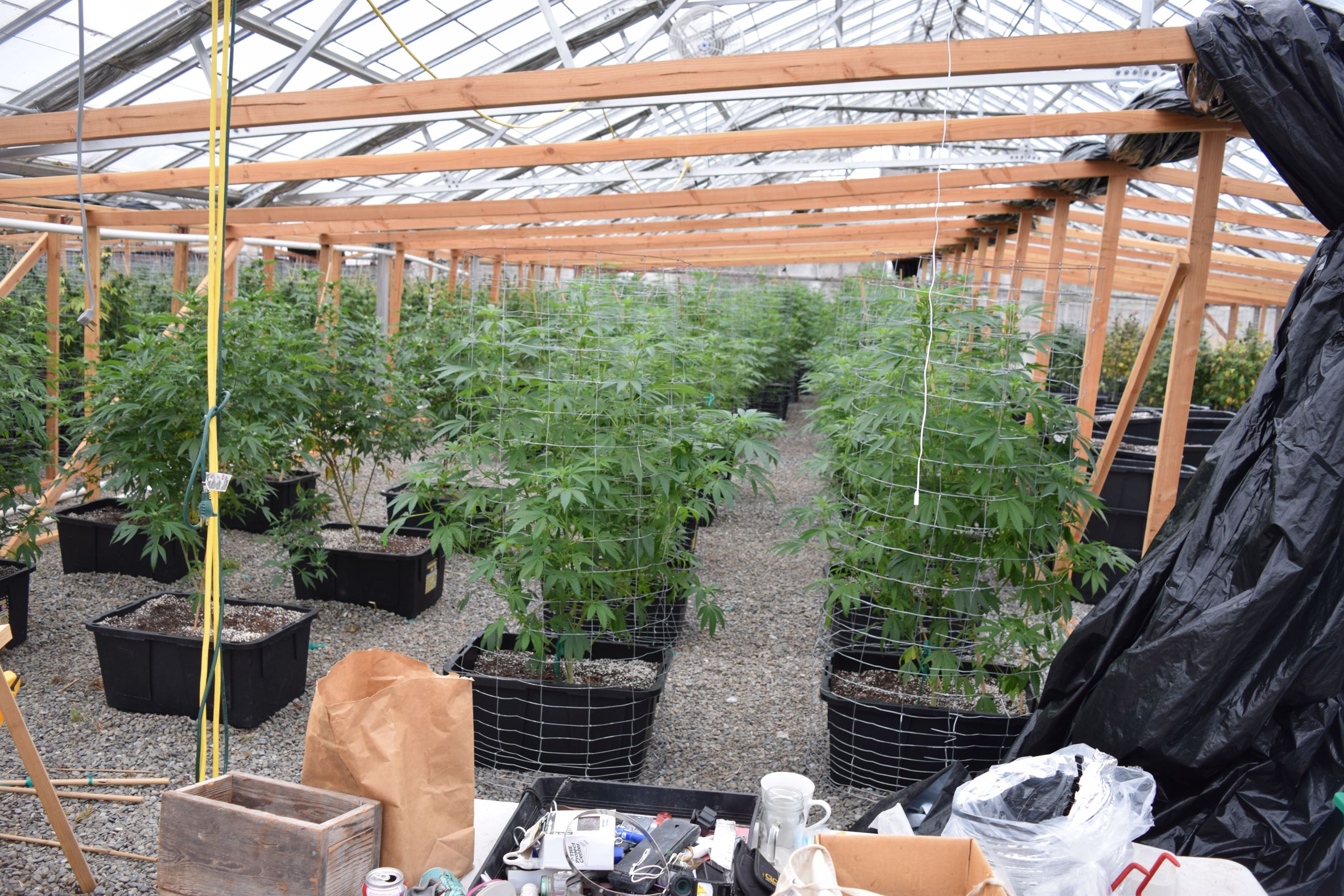 Greenhouse - Marijuana Arrest Case 201603005